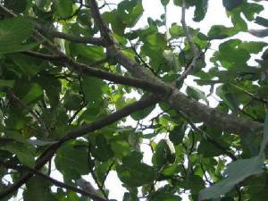 pianta
