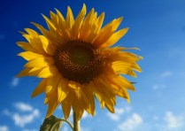 Girasole
