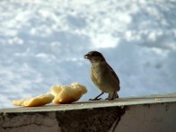 uccello non di solo pane