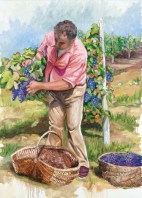 tempo-di-vendemmia_contadino 