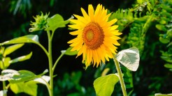 sunflower-290496_960_720