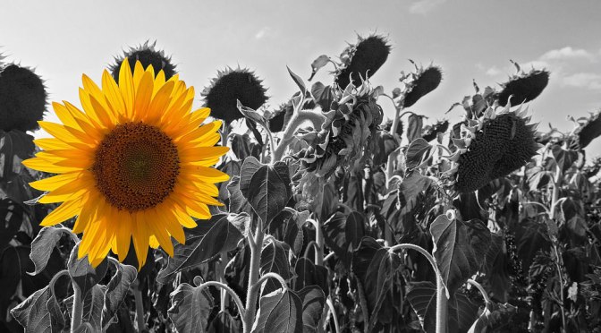 Discepoli del Regno – Buona domenica! – XIII domenica del Tempo Ordinario – Anno A