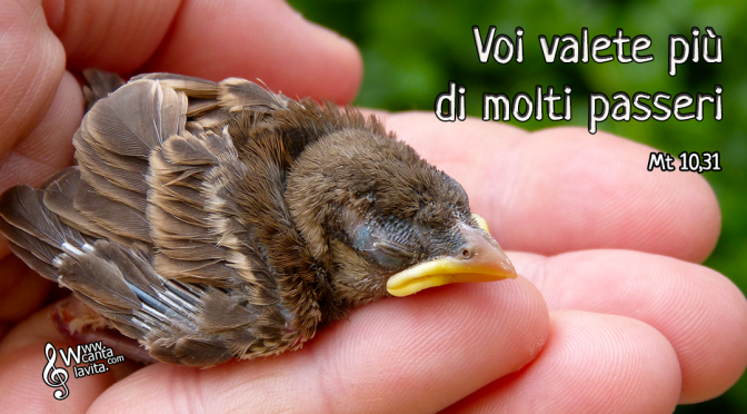 Nessuna paura, siamo in una botte di ferro – BUONA DOMENICA! XII DEL TEMPO ORDINARIO – ANNO A